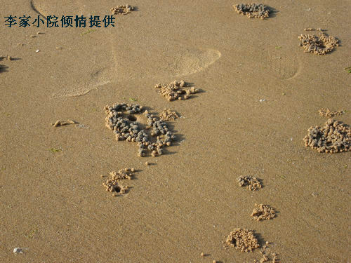 潮汐蟹 1.jpg
