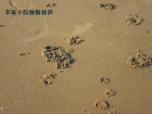 潮汐蟹 2.jpg