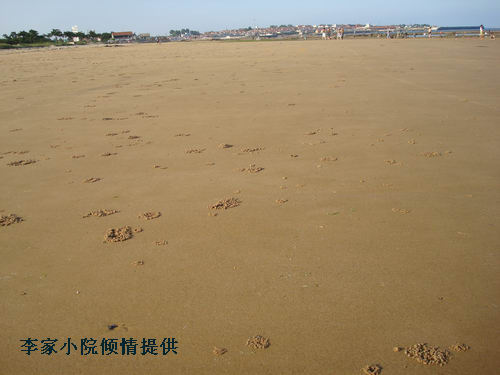 潮汐蟹的老巢.jpg