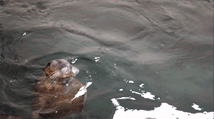 海报.gif