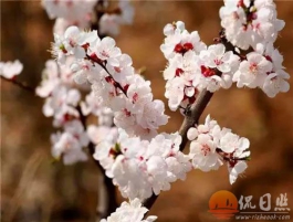 看日照“赏花秘笈”，游“花花世界”