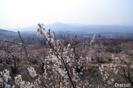 五莲大旺村的樱桃花开了