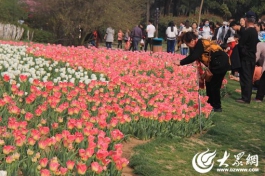 日照植物园26万株郁金香含苞欲放待客来